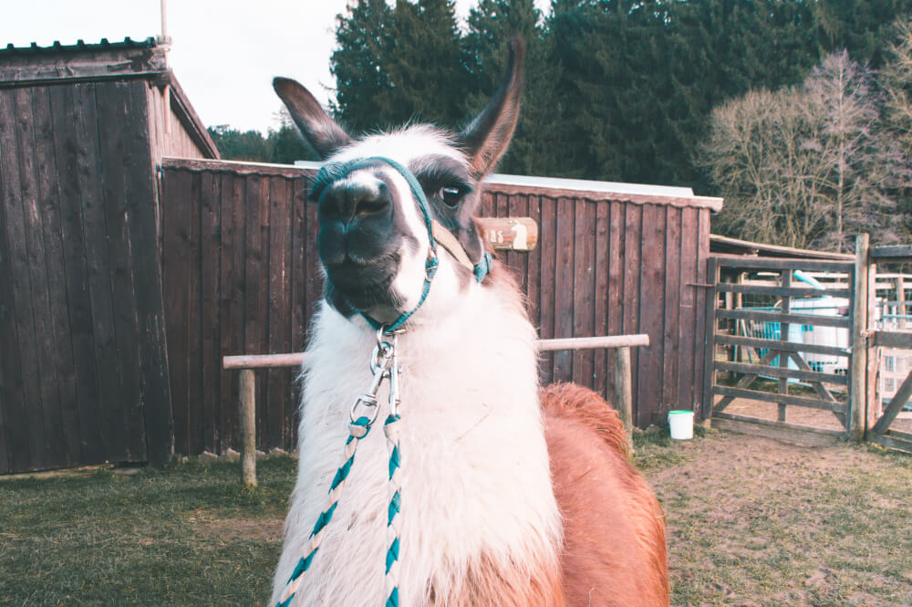 Featured image for article: You Can Walk Llamas 1hr Outside Munich & It's The Best Experience Ever